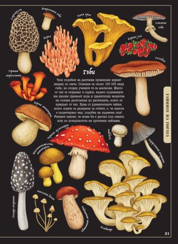 Тайнственият свят на природата: пътеводител из миналото на нашата планета