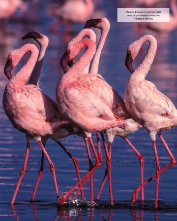 За най-любознателните: ЖИВОТНИТЕ