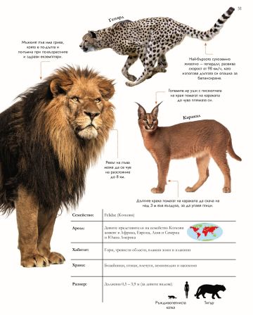 За най-любознателните: ЖИВОТНИТЕ