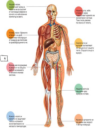 Детска енциклопедия. Човешкото тяло