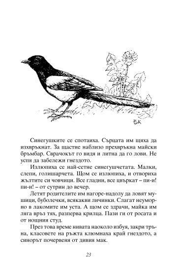Лакомото мече • Чернишка